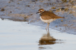 Killdeer