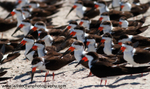FLB045: Black skimmers