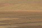 Vicunas foraging in high Andes, Chile