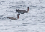 Red-throated Divers