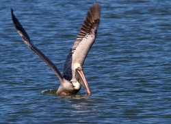  Pelicans _0012