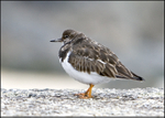 Turnstone (Arenaria  interpres)
