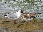 Black-headed Gull and juveniles