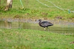 Glossy Ibis