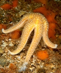 Asterias rubens preparing to spawn