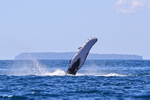 Humpback Whale fin and spray, Drake Bay, Costa Rica