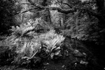 Afon Brynberian 1