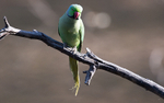 Rose-ringed Parakeet