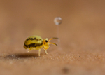 Sminthurinus elegans