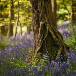 In Among the Bluebells