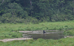 Silver back crossing the river in Langoué baï