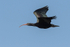 Bald Ibis