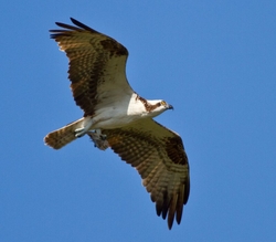 Osprey_0020