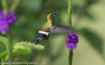 Many-spotted Hummingbird