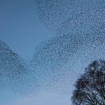 Starlings