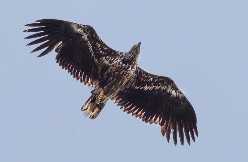 White Tailed Eagle - Isle of Harris - Scotland