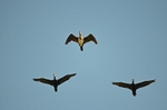 Cormorants