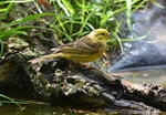 Yellowhammer