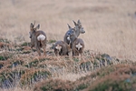 Roe Deer
