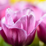 Tulip