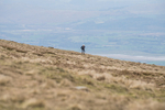 Black Combe-1413