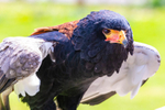 Bateleur Eagle Terathopius ecaudatus-8188