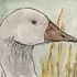 White goose