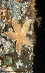 UML029: Common Starfish