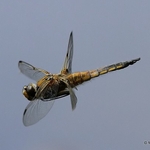 Four-spotted Chaser (Libellula quadrimaculata)
