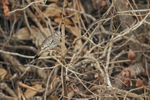 Scaled Dove perched, P...
