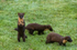 Pine Marten