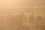 Red Deer _AN055