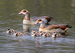 Egyptian Goose 1