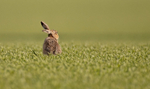 Brown Hare - Lepus europaeus