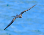 Great Frigatebird showing large wingspan, Kilauea Point, Kauai