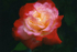 Luminous Rose