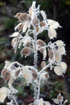 Frosty Honesty