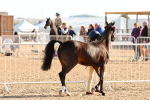 SBM_08632