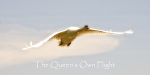 Queens Own Flight