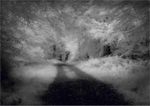 Wooded Walk