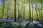 Gentle Blue