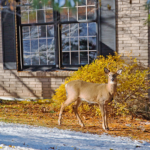 A young buck stands still and just outside a home's picture window within the Kennebecasis Valley.