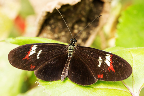 Might be one of the postman butterflies but not so sure about this one either