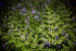 Ferns and Bluebells
