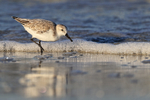 Sanderling foraging along shore, Fort De Soto, Florida