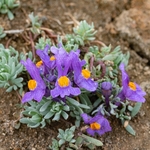 Alpine toadflax (Linaria alpina)