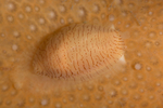 Simnia patula
