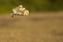BARN OWL / REF BO 11