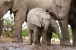 Elephant Baby 7