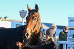221124-Race 4-Duke Of Luckley-5254